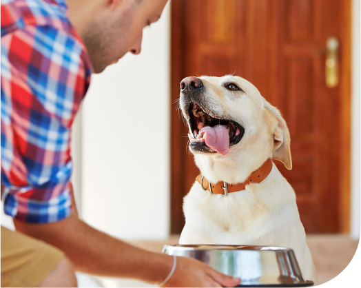 How to Transition Your Pet to a Natural Diet: Tips for a Smooth Change