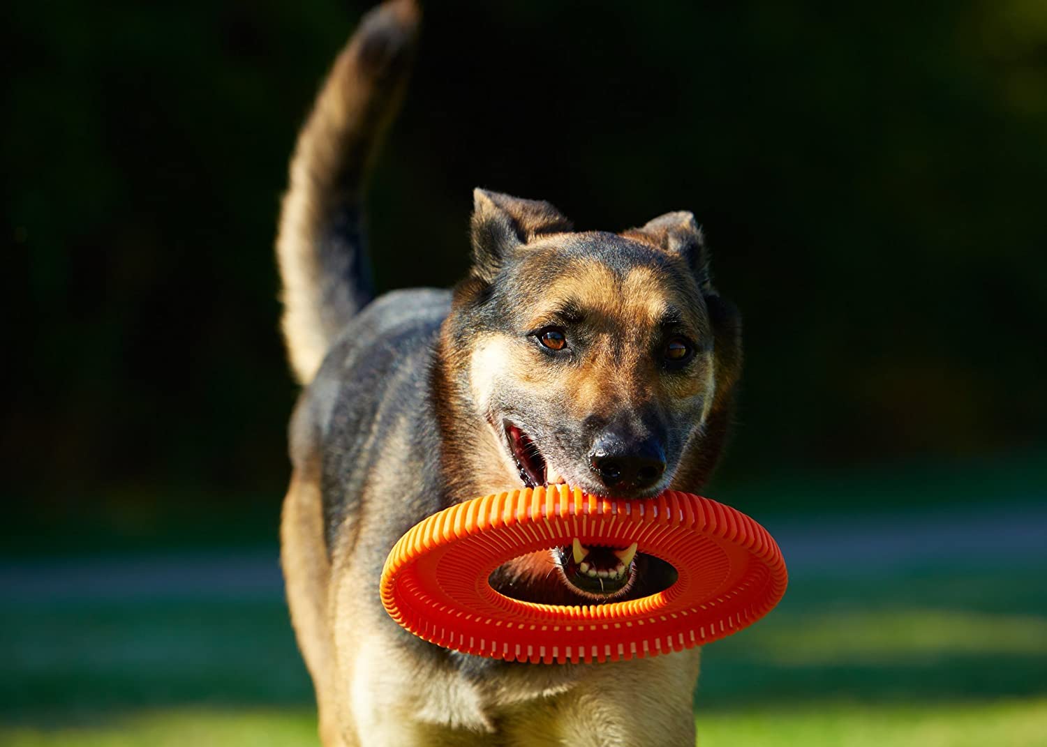 Chuckit! Rugged Flyer Dog Toy, Medium, Assorted Colors