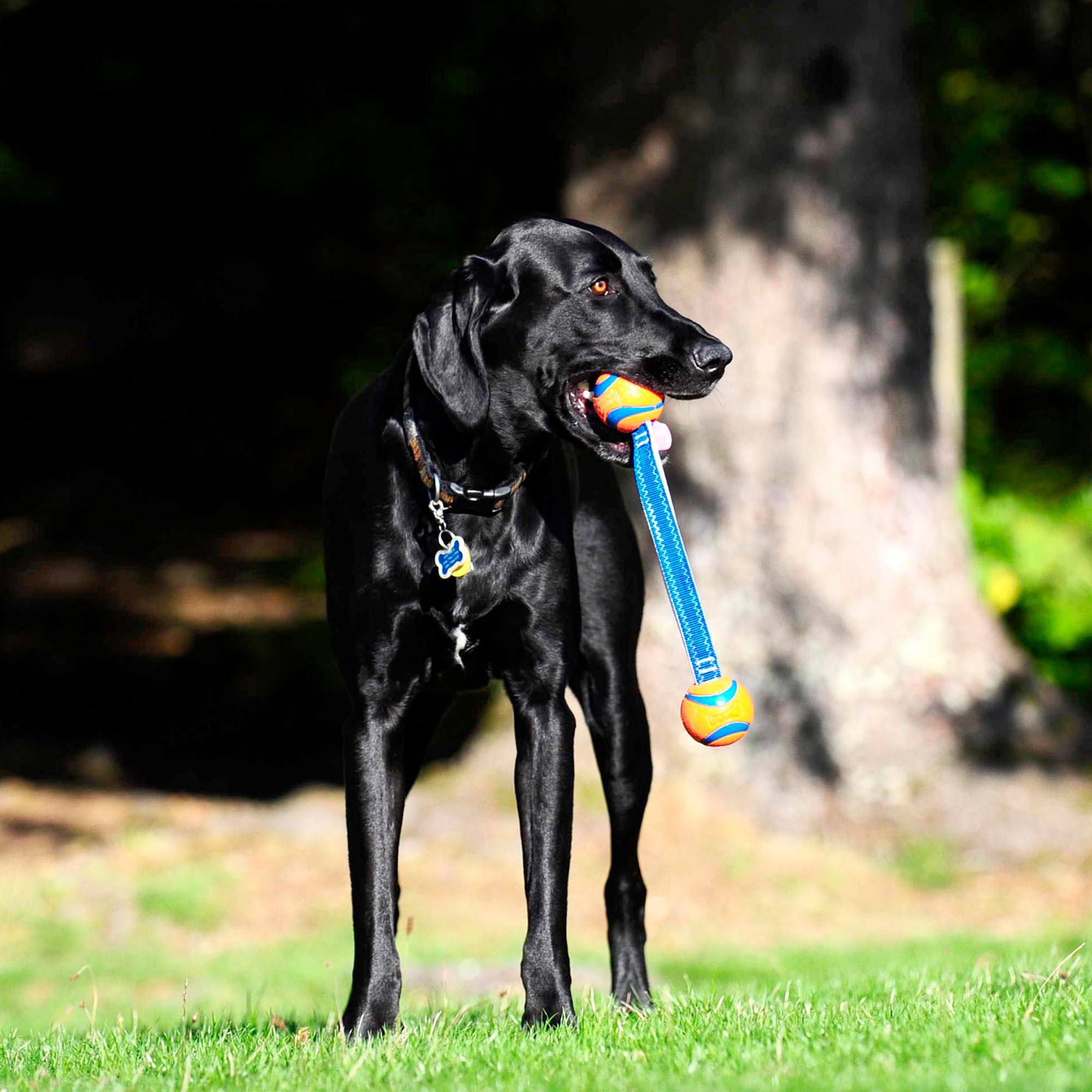 Chuckit! Ultra Tug Toy