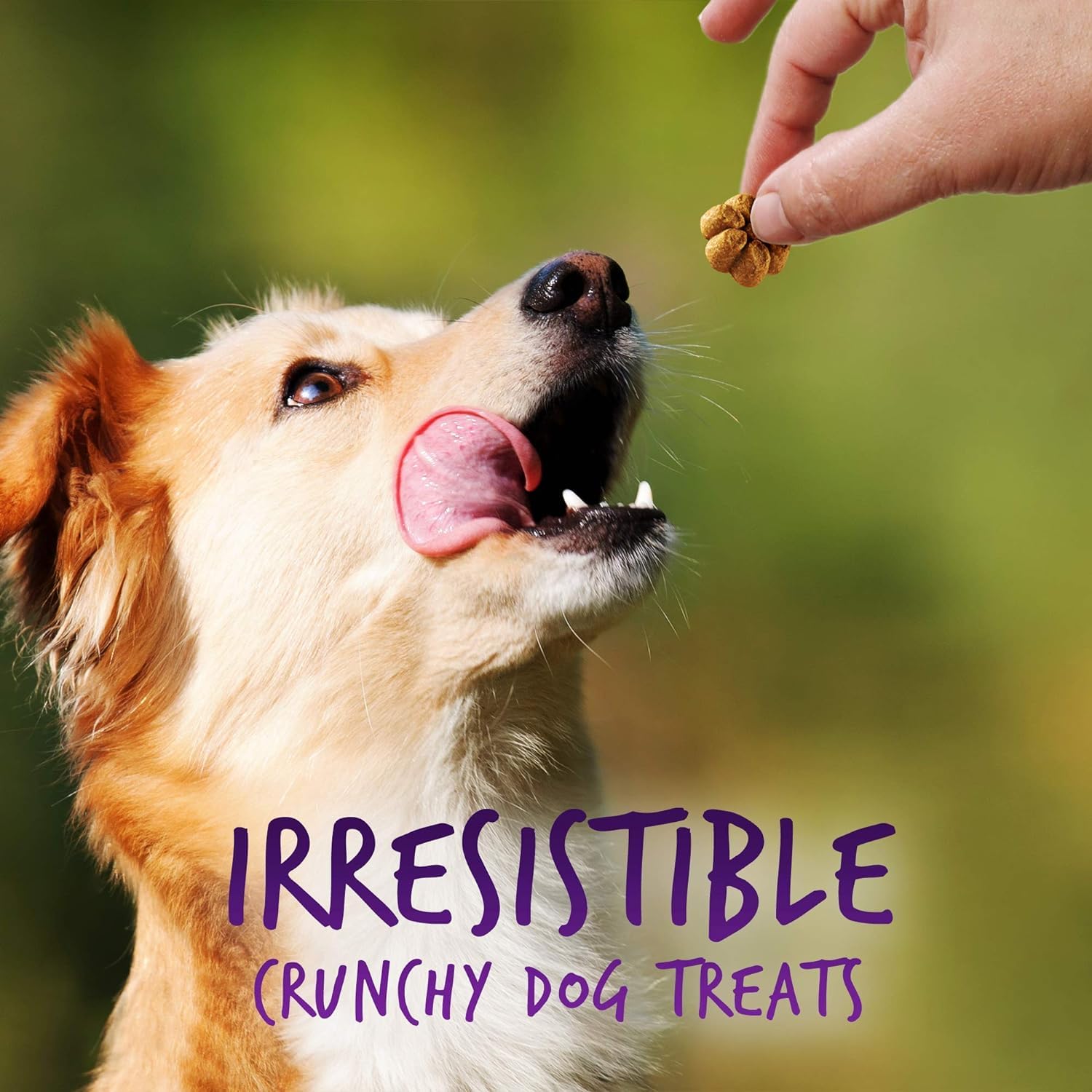 Fruitables Baked Dog Treats - Pumpkin Treats for Dogs Pumpkin and Blueberry - 12 Ounces (2 Pack)