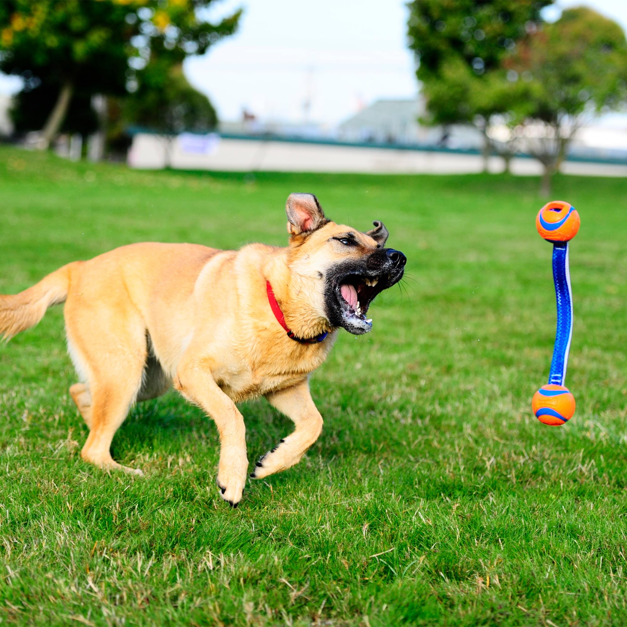 Chuckit! Ultra Tug Toy