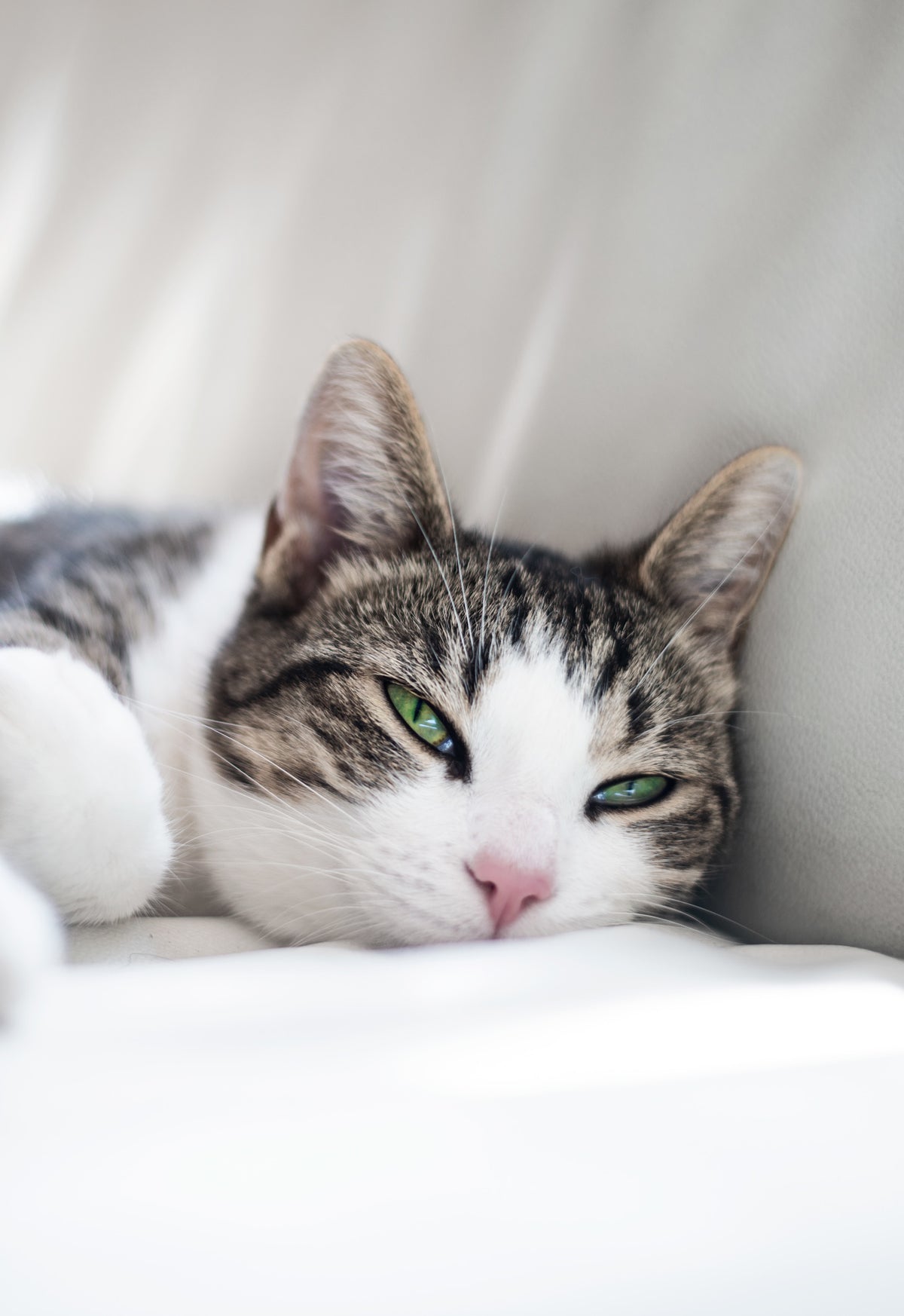 For Cats