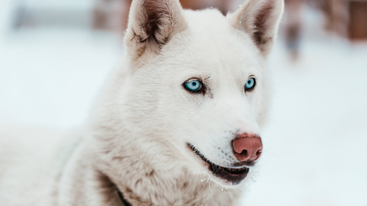 For Dogs